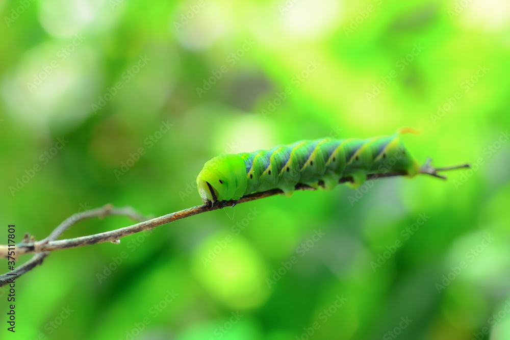 Close-up green caterpillar of the Hawk-moth on natural background 