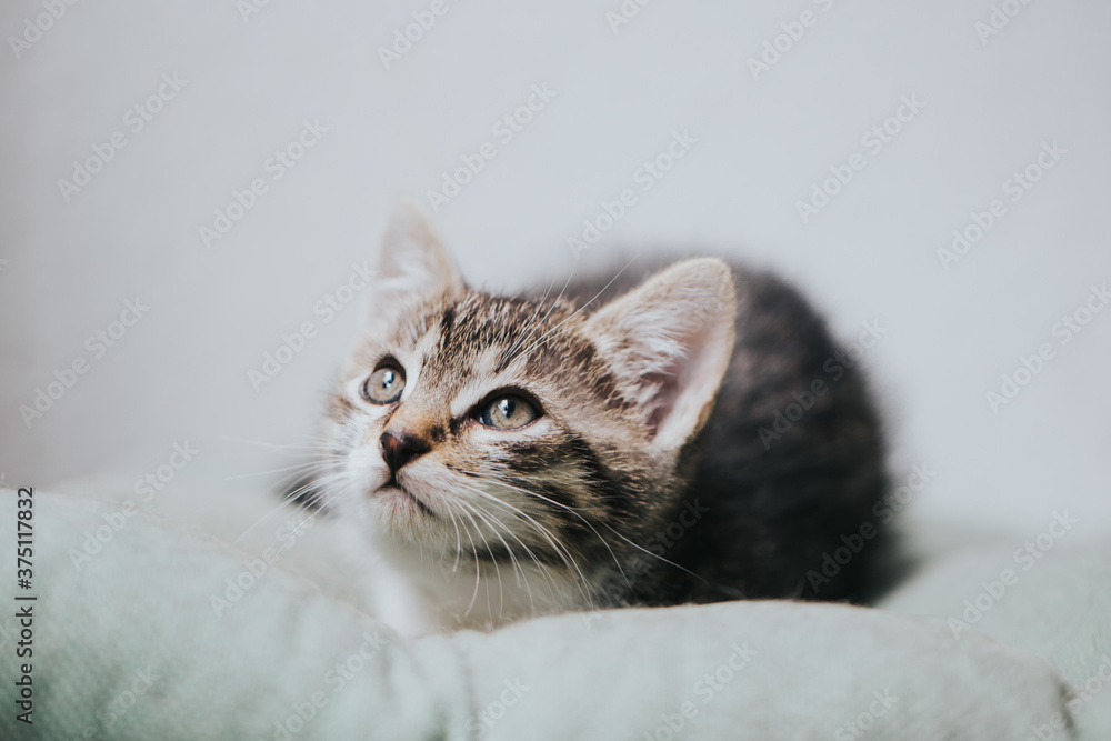 Beautiful adopted kitty portrait taken indoor. Beautiful adopted kitty portrait taken indoor.