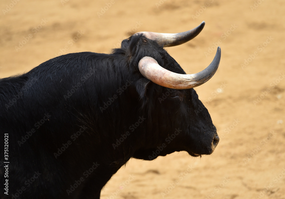 Obraz premium toro español en un espectaculo de toreo en españa