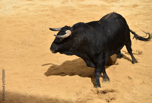 toro negro español en una plaza de toros durante un espectaculo de toreo