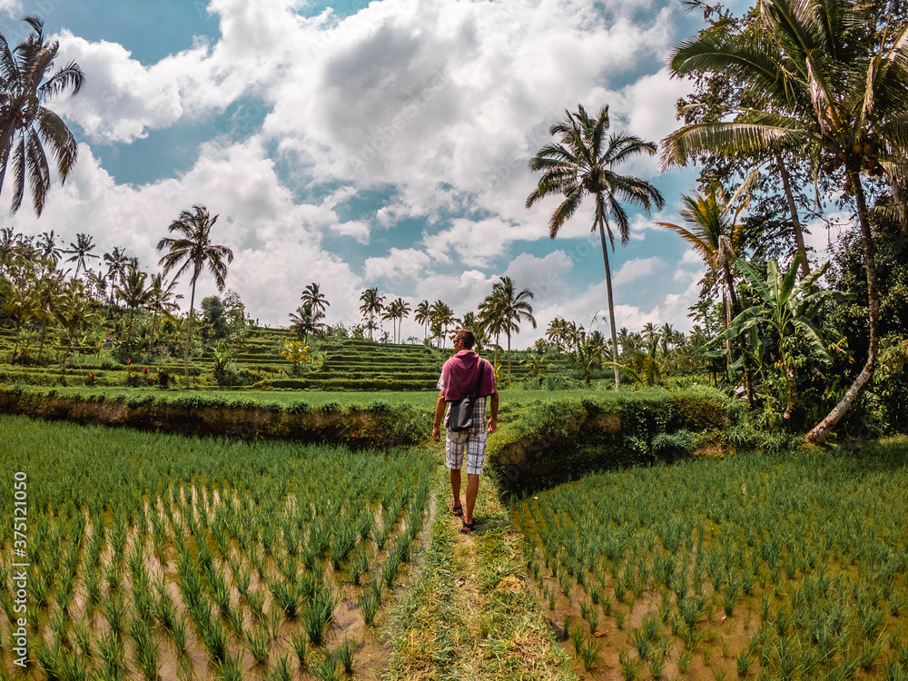 Man in rice fields