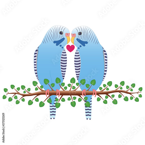 Blue budgerigar couple vector on isolated white background. A design with the concept of love.