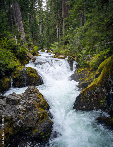 Gorgeous Deer Creek cascading and bursting thru the boulders and branches with a natural mountain setting in the Mount Rainier National Park in Washington State