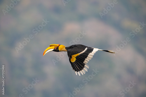 Big bird flying on blue sky ,Female of Great Hornbill