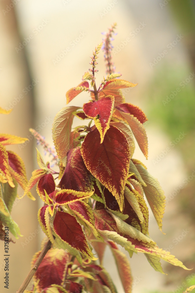 Obraz premium pretty plant with beautiful leaf color