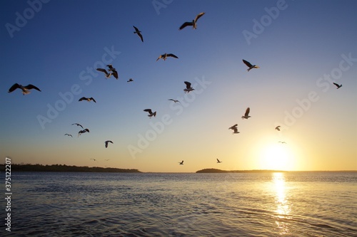 Birds flying over brazilian river at sunset