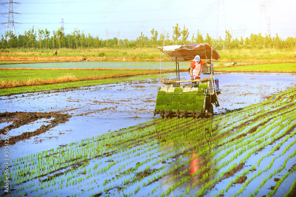 Fototapeta premium Farmers planting rice in field by using rice planting machine.