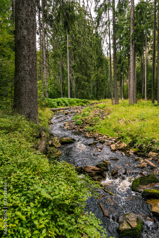 Mountain creek in the green forest with huge boulders and surrounded by huge trees Mountain creek in the green forest with huge boulders and surrounded by huge trees