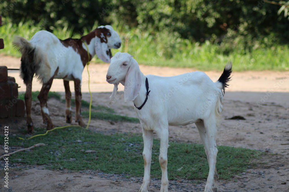 two goats in animal farm