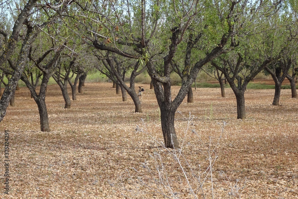 Dog in Almond Orchard Landscape Dog in Almond Orchard Landscape