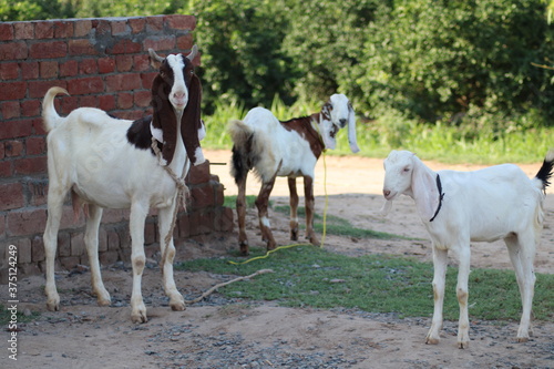 Fototapeta Naklejka Na Ścianę i Meble -  group of goats