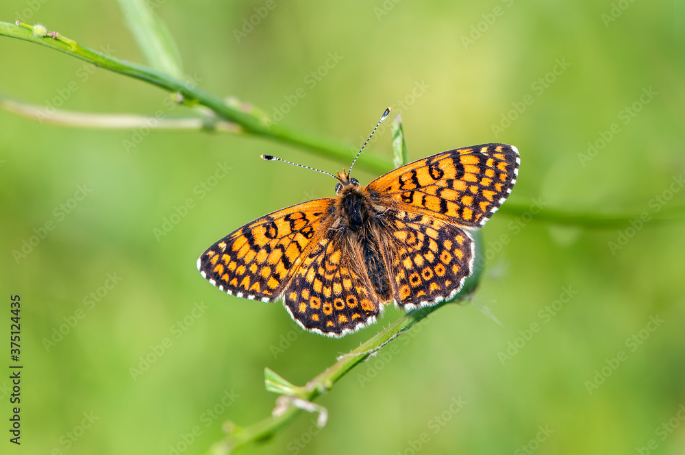 beautiful and elegant butterfly Melitaea on the blade awaits dawn early in the morning stretched wings beautiful and elegant butterfly Melitaea on the blade awaits dawn early in the morning stretched wings