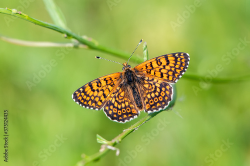 beautiful and elegant butterfly Melitaea on the blade awaits dawn early in the morning stretched wings