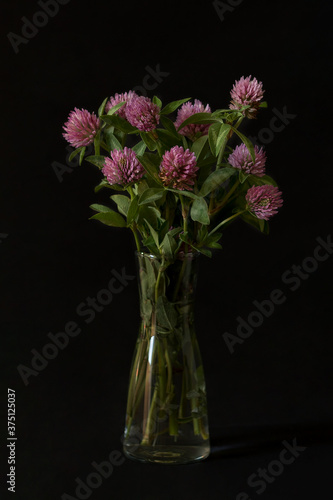 Clover on a black background