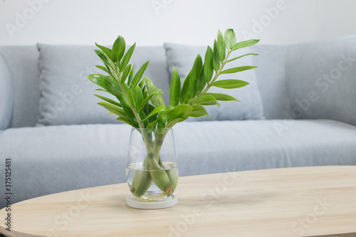 Foto Propagate zz plant or Zamioculcas Zamifoliawith Plant water in living room