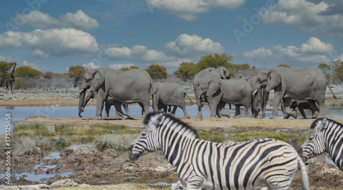 Elefanten im Etosha National Park Namibia S  dafrika
