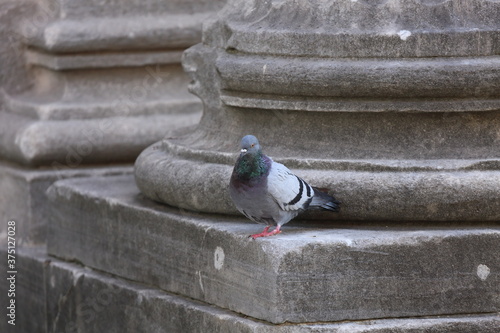 Gołąb przy kolumnadzie Berniniego na placu św. Piotra w Watykanie