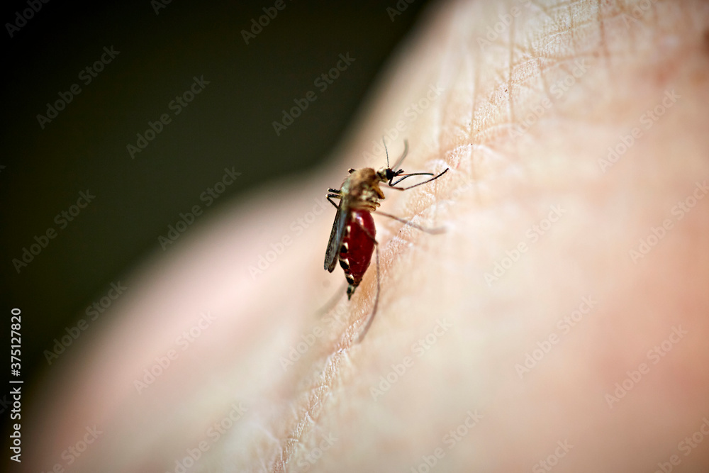 A mosquito sucking blood from a human hand. The mosquito's body is getting filled with blood, and you can see the human's skin. A mosquito sucking blood from a human hand. The mosquito's body is getting filled with blood, and you can see the human's skin.