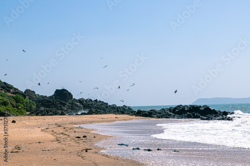 eagle flying at morjim beach goa,india