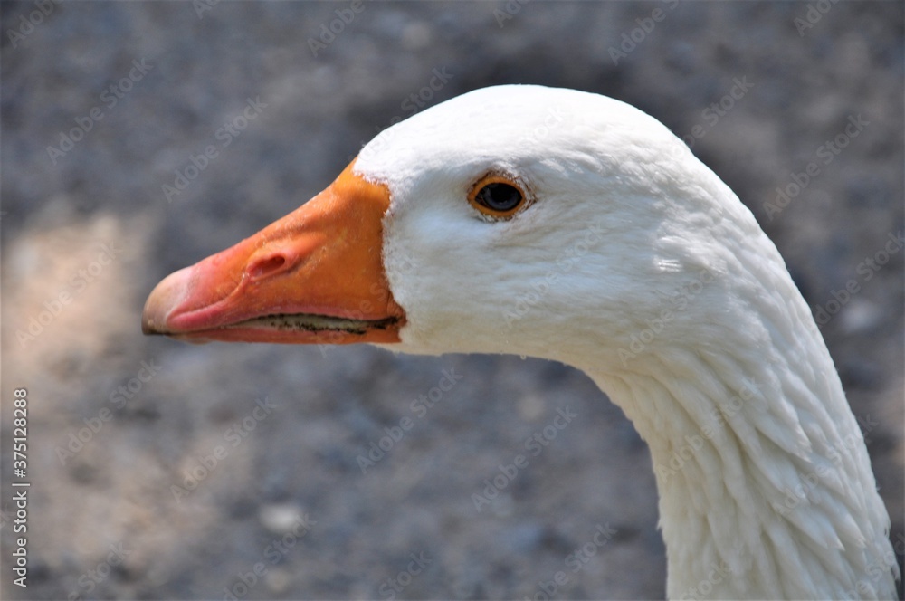 Close up of a white goose head with an orange beak against a grey background Close up of a white goose head with an orange beak against a grey background