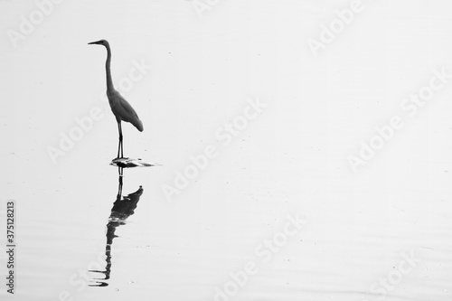 one crane on a lake in black white color