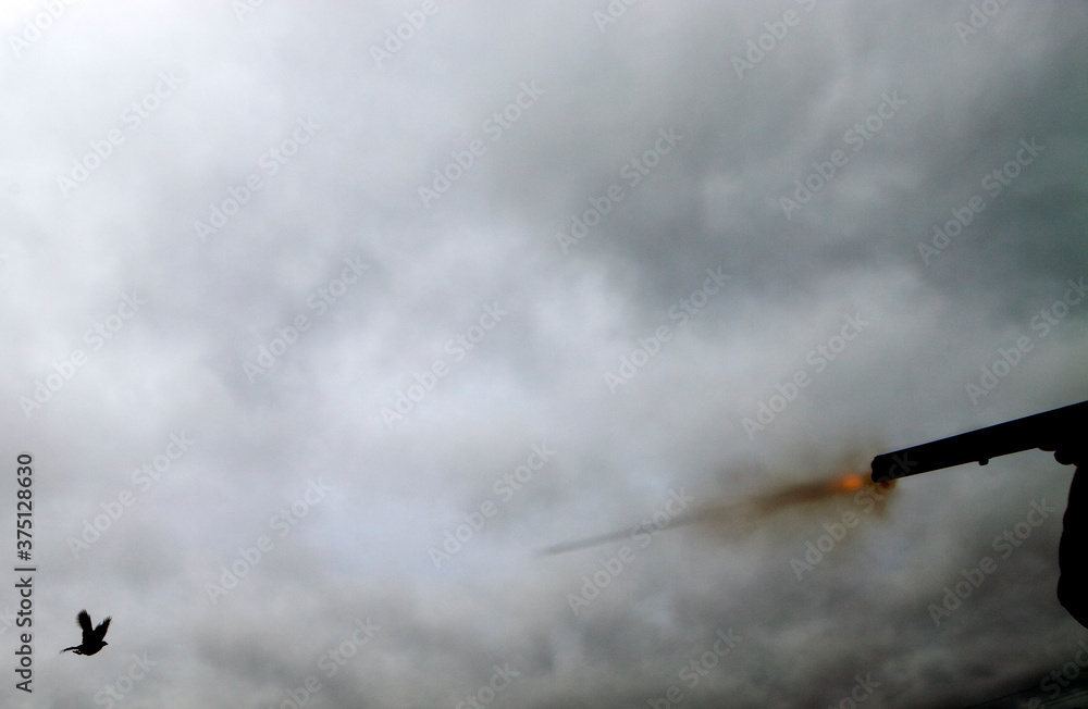 Obraz premium Rough shooting in Denmark