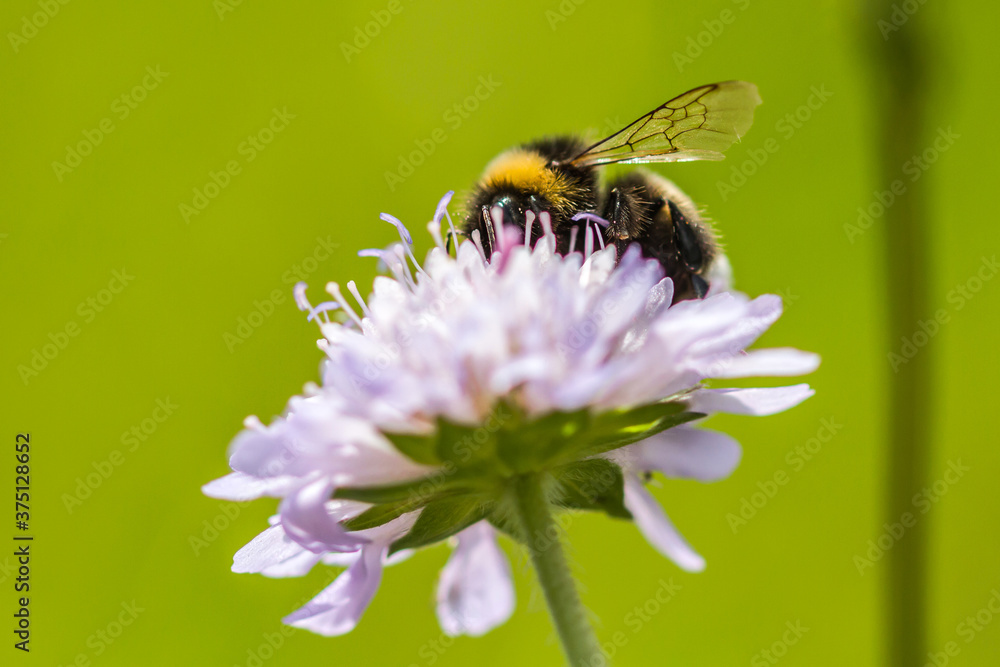 bee on a flower bee on a flower