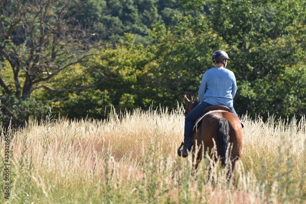 Geländeritt mit American Quarter Horse Geländeritt mit American Quarter Horse