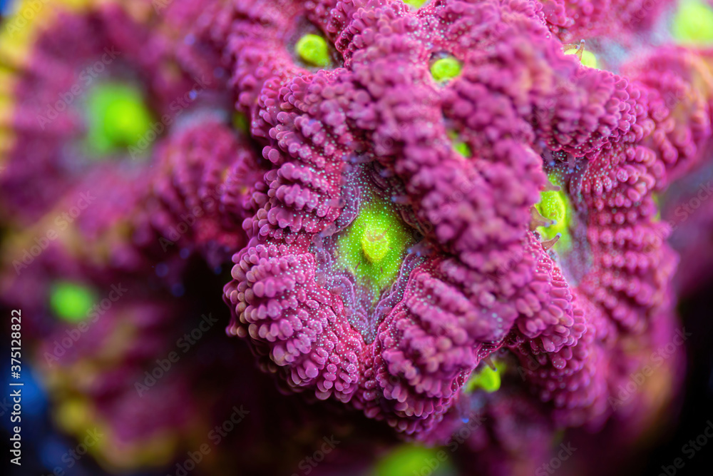 Beautiful favia lps coral in coral reef aquarium tank. Macro shot. Selective focus.