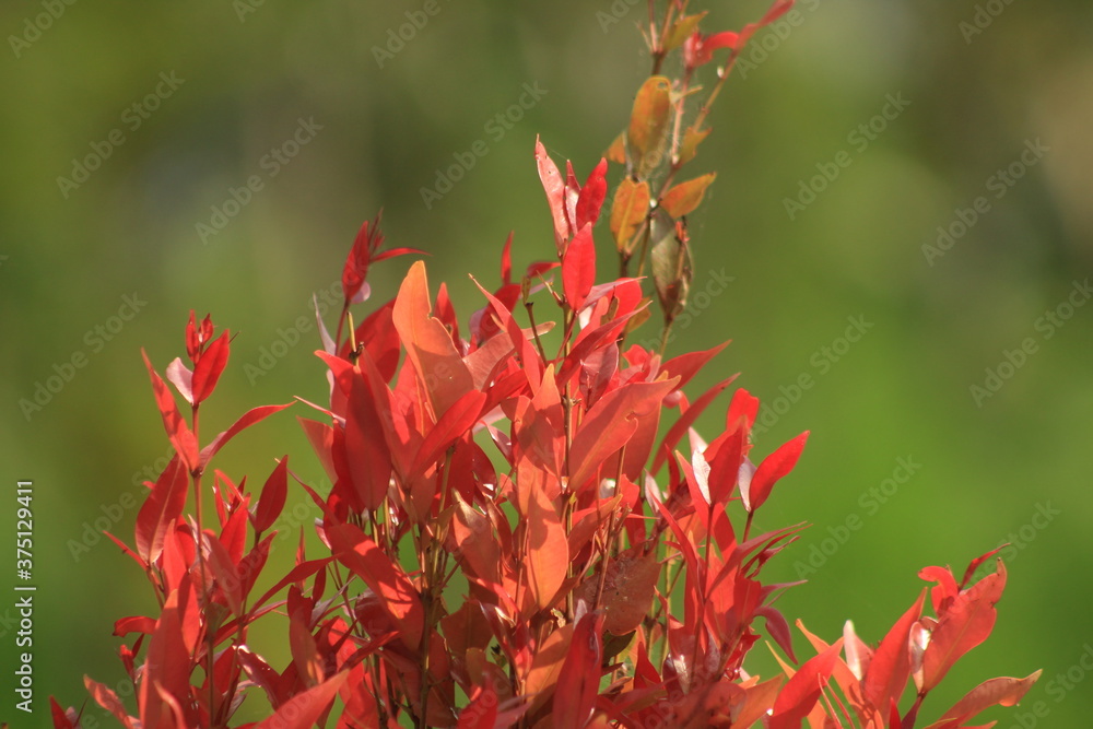 beautiful plant with pretty light red leaf and blurred background beautiful plant with pretty light red leaf and blurred background