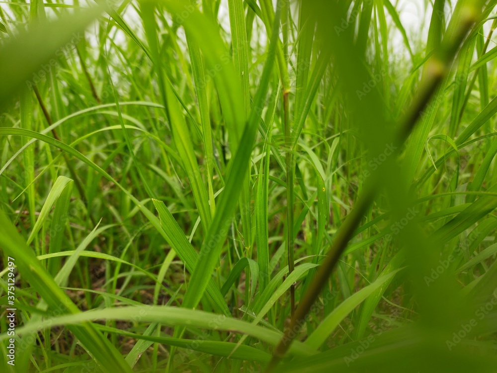 Fototapeta premium green grass background