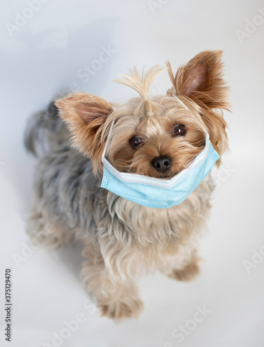 funny cute dog yorkshire terrier in medical mask for coronavirus