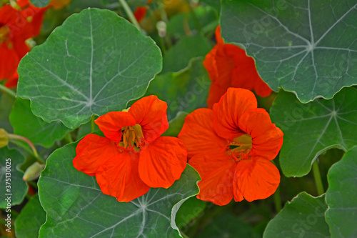 Close up of red flowering Nasturtiums, Tropaeolum photo