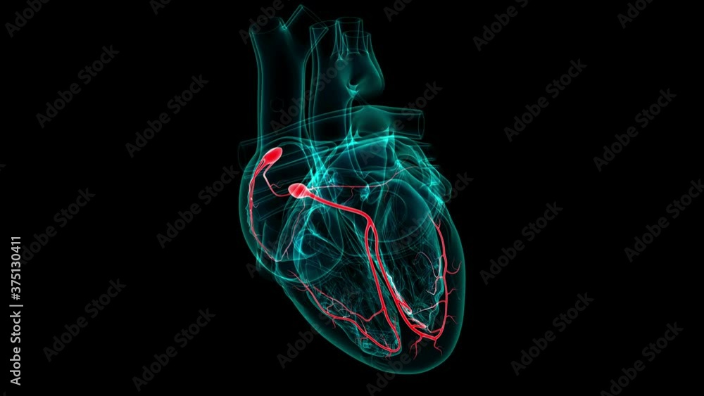 Heart Anatomy SA and AV node For Medical Concept 3D