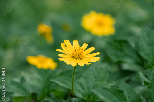 chrysanthemum © 刘国超