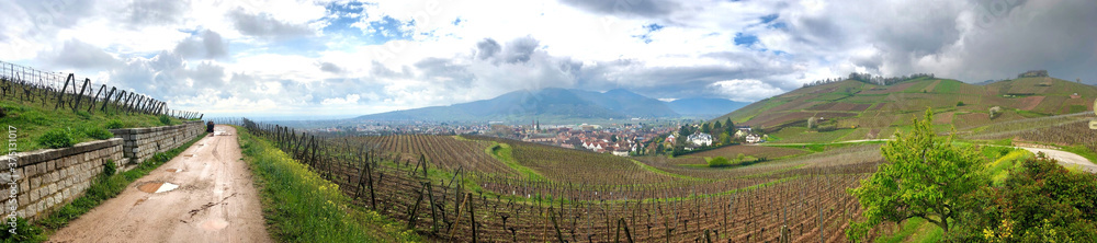 Panorama sur la route des vins en Alsace ( France )
