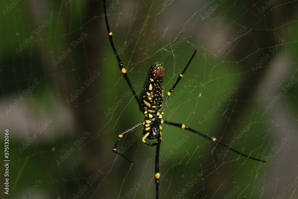 Spider with pretty color close up picture Spider with pretty color close up picture