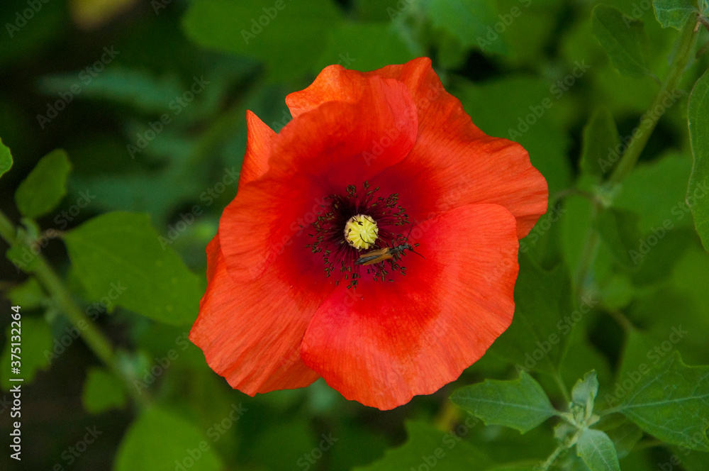red poppy on a green background. flower in natural environment red poppy on a green background. flower in natural environment