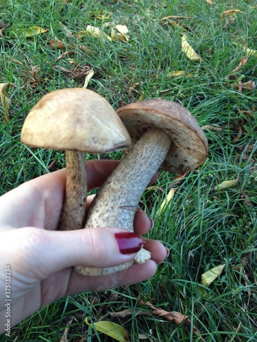 Beautiful boletus mushroom in a female hand on a background of green grass. Mushroom picking 