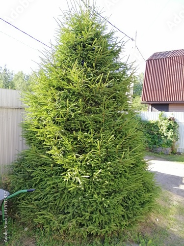 large beautiful forest spruce trimmed like a cone. Formation of coniferous trees.topiary haircut