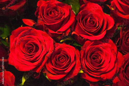 many red roses. a bouquet of beautiful flowers