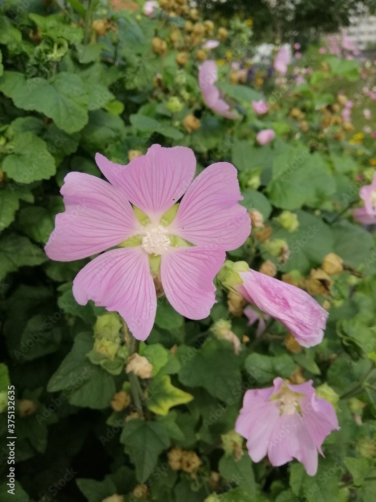 beautiful pink blooming and faded flowers with stripes on the Bush. Flower Wallpaper. beautiful pink blooming and faded flowers with stripes on the Bush. Flower Wallpaper.