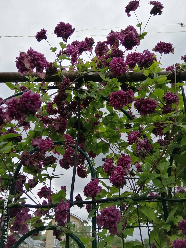 beautiful Terry red and Burgundy Clematis purpurea plena elegans ...