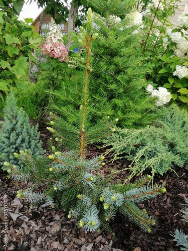 Beautiful coniferous garden with a small seedling of Picea omorika Pendula on a mulched bed next to Korean fir, Holger Juniper, flowering hydrangea and other garden plants . Flower desktop Wallpaper photo