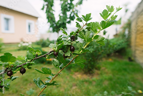 thornlessBright purple ripe berries of a thornless gooseberry on a branch