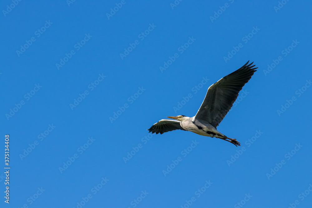 Fototapeta premium Flying grey heron against a deep blue sky