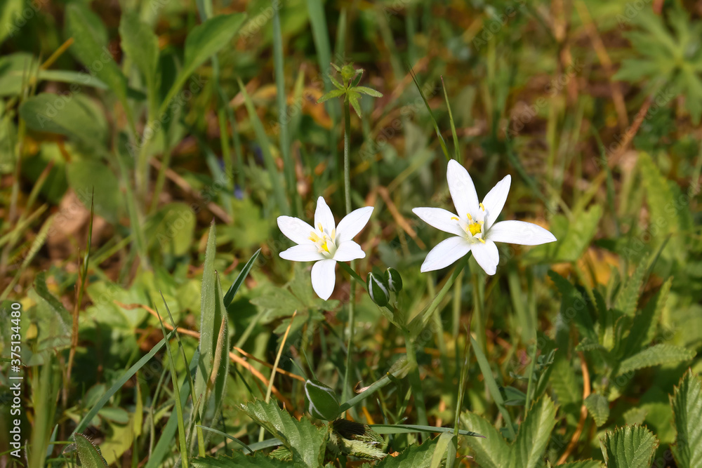 Weiße Blüte der Graslilie, Anthericum liliago, Weiße Blüte der Graslilie, Anthericum liliago,