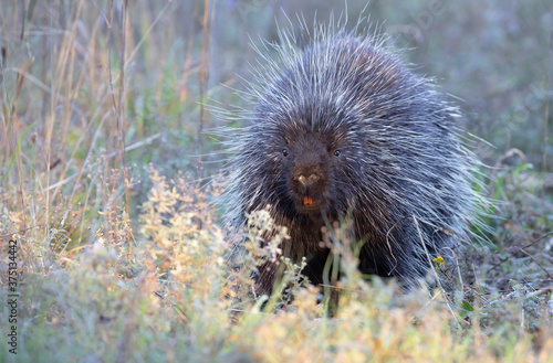 Porcupine in the summer meadow in Canada