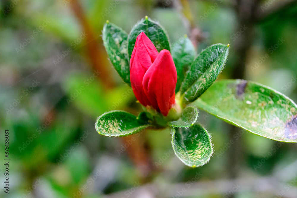 red bud on a bush red bud on a bush