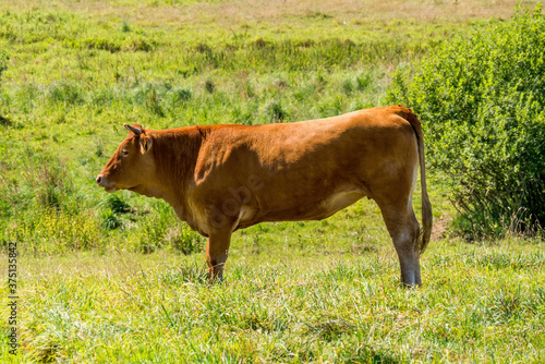 bull on the meadow © ar2r.e